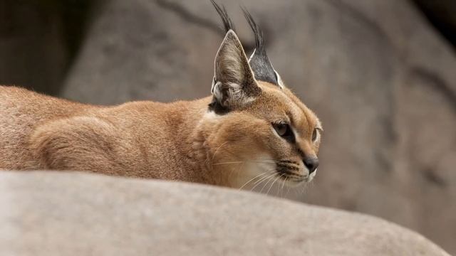 Каракал ловкий охотник. Кот прыгун. смотреть онлайн