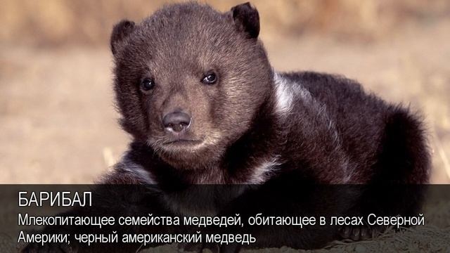 Барибал. Толковый Видеословарь русского языка смотреть онлайн