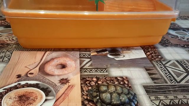 Обзор красноухих черепах часть 2 смотреть онлайн