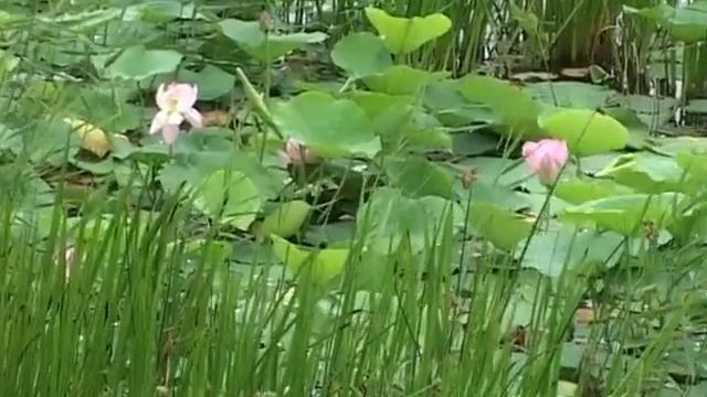 Чудо природы. На острове Путятина цветут лотосы смотреть онлайн