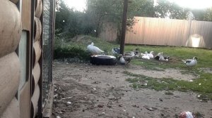 Разведение индоуток / Наш опыт