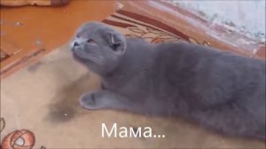 Говорящие коты! Озвучка!  Лучшая подборка №1