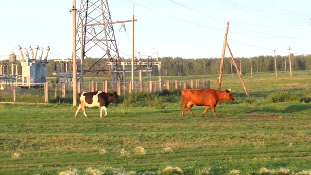 Сколько коров в стаде бедная Сибирская деревня нет богатая ? смотреть онлайн
