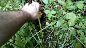 Как избавиться от диких  ос на даче без шума и пыли))