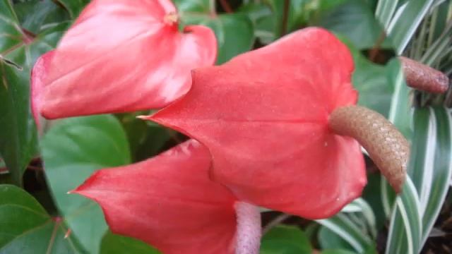 BEAUTIFUL FLOWER USING MY SONY T70 CAMERA смотреть онлайн