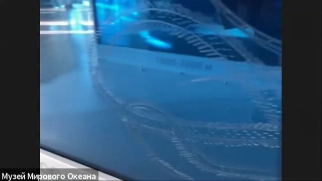 Музей Мирового океана» (Калининград). «Самые маленькие обитатели океана» смотреть онлайн