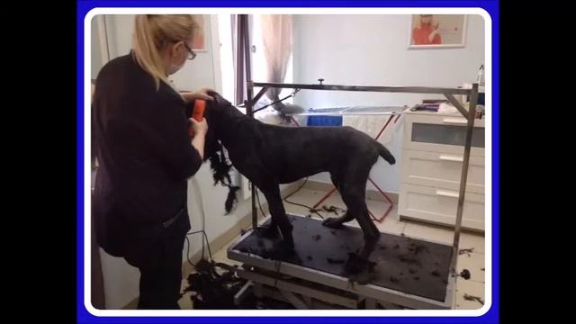 Черныш в пскове ищет дом смотреть онлайн