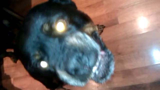 Бесси охраняет косточки на столе смотреть онлайн