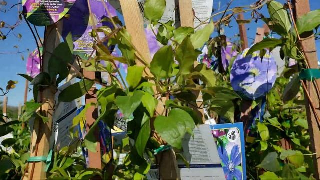 六月下旬花市的铁线莲 Arabella 阿拉贝拉 ／Piilu 小鸭 ／ Pink Fantasy 粉红色幻想／ Hagley Hybrid 如梦 смотреть онлайн