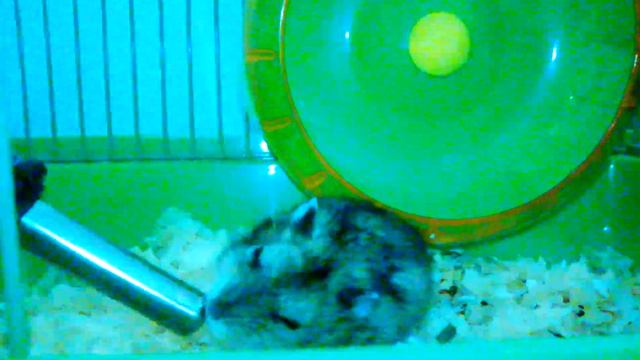 Тедди спит/Я разбудила Тедди/Играюсь с Тедди