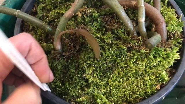 Обрезка и пересадка Ludisia discolor. Macodes sanderiana, macodes petola. смотреть онлайн