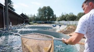 Выращивание рыбы. Бизнес на селе. Осетровая ферма УЗВ