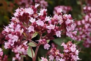 Душица РЕЛАКС ТЕРАПИЯ ИМПРОВИЗАЦИЯ композитор Виктор Анохин #музыка #piano #instrumentalmusic #цветы