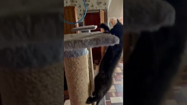 Издевательство над голодным ребёнком. Очнитесь Люди ? #котята #коты #кошки смотреть онлайн