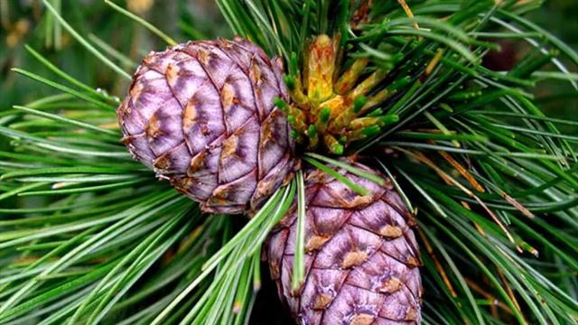 «Путешествие в прошлое простого карандаша»-сибирский кедр смотреть онлайн