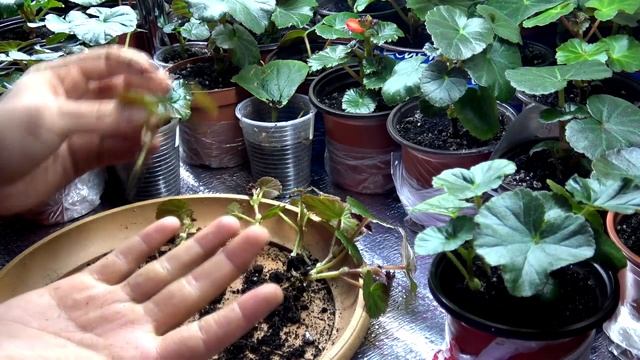 Бегония элатиор. Деление деток бегонии элатиор. смотреть онлайн