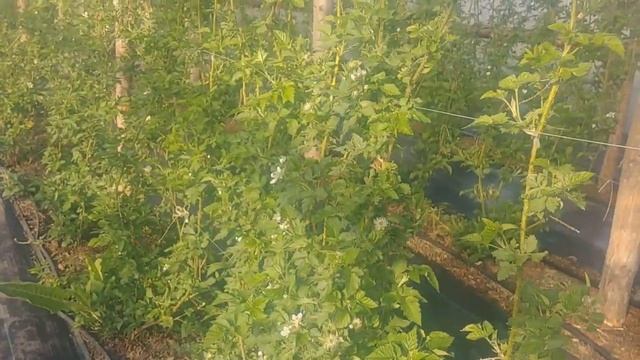 ЕЖЕВИКА КАРАКА БЛЭК. ВЕСНА 2020 год. смотреть онлайн