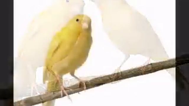 canary sound смотреть онлайн