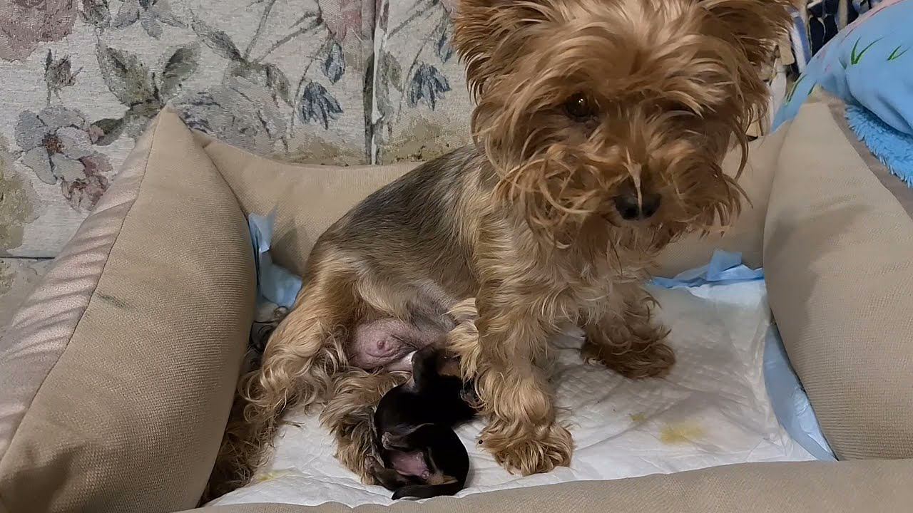 Собачья жизнь. Восстановление после родов с БФМ смотреть онлайн