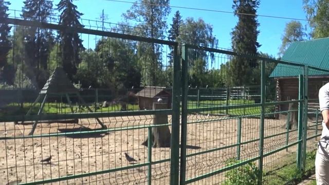 Костромской зоопарк. Прогулка с семьей. Как можно посетить зоопарк бесплатно? смотреть онлайн