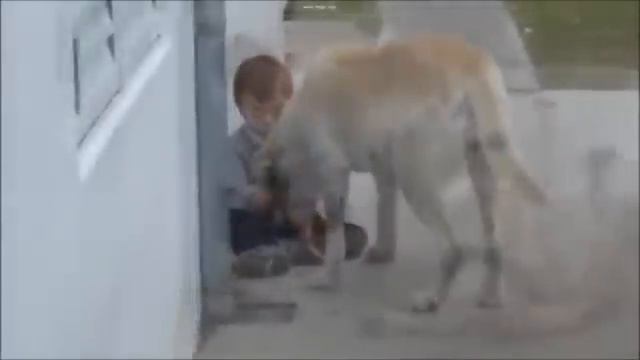 Мальчик с синдромом Дауна и нежность собаки смотреть онлайн