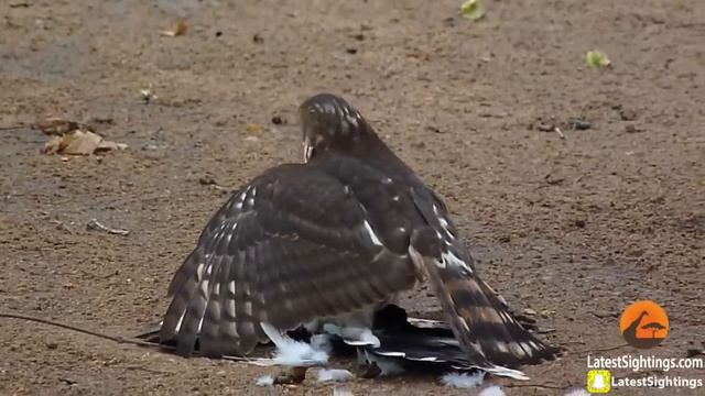 Hawk Tries to Kill Cuckoo Bird смотреть онлайн