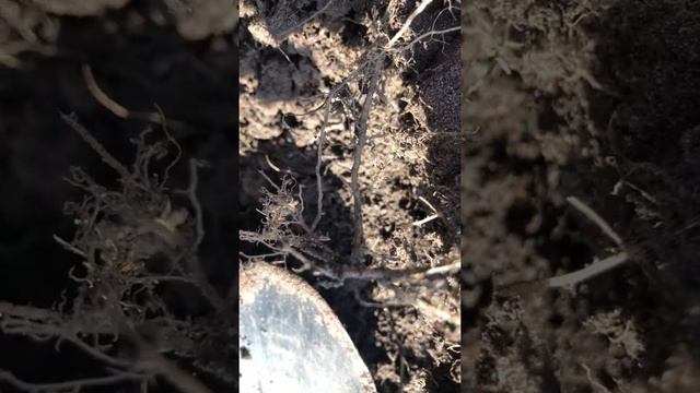 Корневая тля #Корневаятля