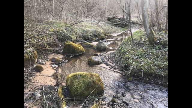 Стереолес: слушать в наушниках смотреть онлайн