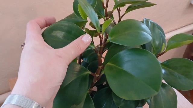 Пеперомия. Как ухаживать за пеперомией в домашних условиях. смотреть онлайн