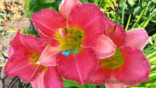 Лилейник гибридный Файнал Тач (hemerocallis) ? обзор: как сажать, рассада лилейника Файнал Тач смотреть онлайн