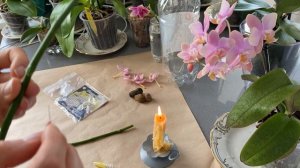 100% способ вырастить детку орхидеи на срезанном цветоносе с цитокининовой пастой гормональной