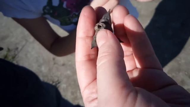 Водяной орех. Дунай смотреть онлайн