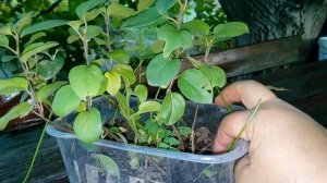 Хеномелес (айва японская) и айва из семян.  Посев весной в квартире