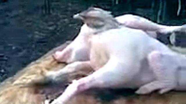 домашний сфинкс смотреть онлайн