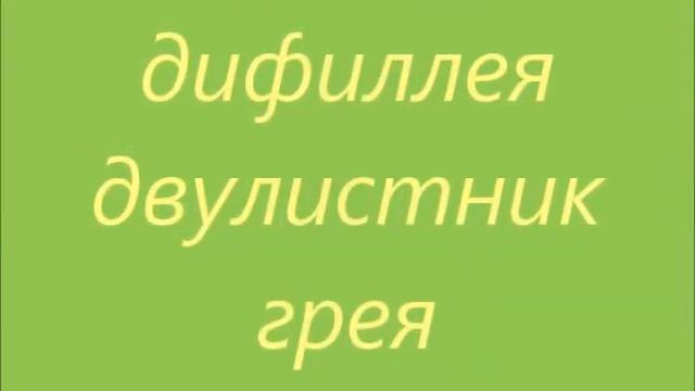 Азбука цветов(Д)полная версия смотреть онлайн