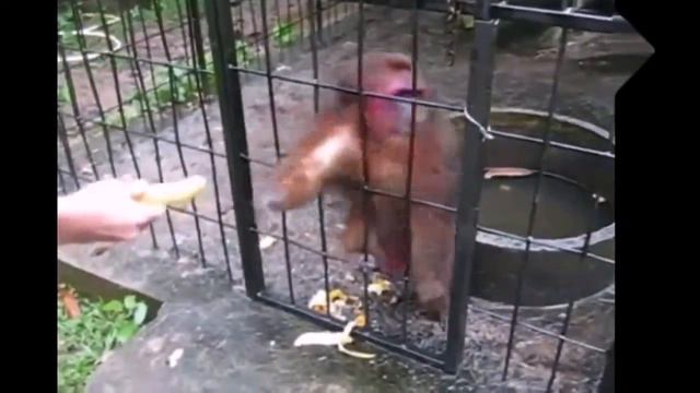 ЖМИ СЮДА!!! ЛУЧШИЕ ПРИКОЛЫ С ЖИВОТНЫМИ за 2013 год!!! смотреть онлайн