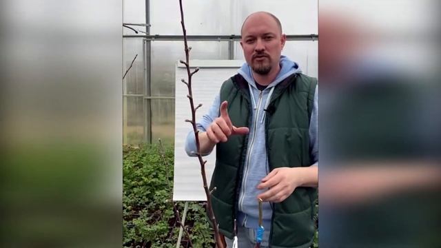Прививка и обрезка плодовых весной. Обрезка колоновидных яблонь. смотреть онлайн