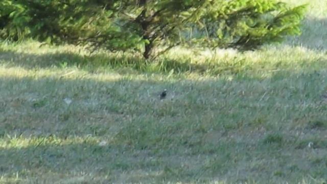 Birds White Wagtail (motacilla alba) Singing. Wagtail Bird Call bird Song. Nature Sounds смотреть онлайн