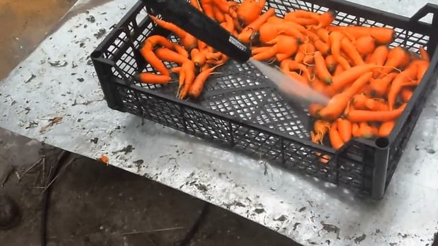 чистка мелкой моркови мойкой высокого давления смотреть онлайн