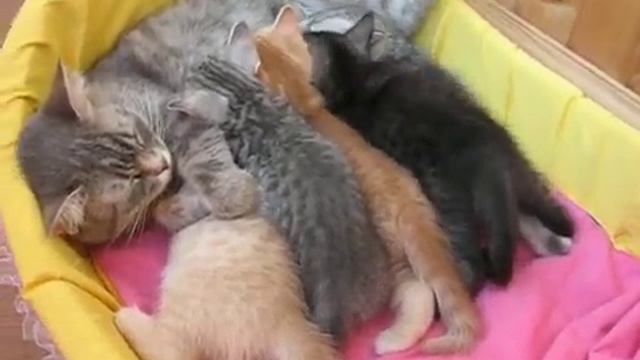 Шотландская мать кормит котят смотреть онлайн