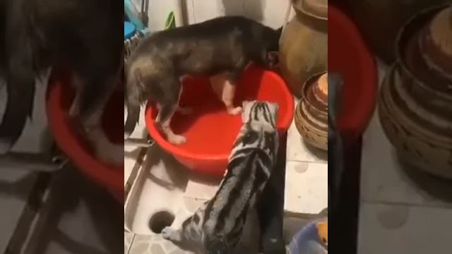 А права была бабушка: Можно вытащить собаку со двора, но двор из собаки! смотреть онлайн