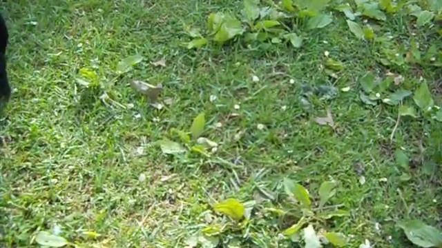 Horde of The Hungry! смотреть онлайн