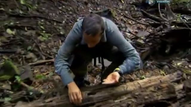 ultimate survival древесные личинки смотреть онлайн