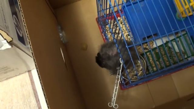 Прогулочная площадка для хомяка смотреть онлайн