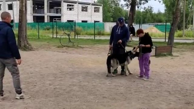 групповые дрессировки. смотреть онлайн