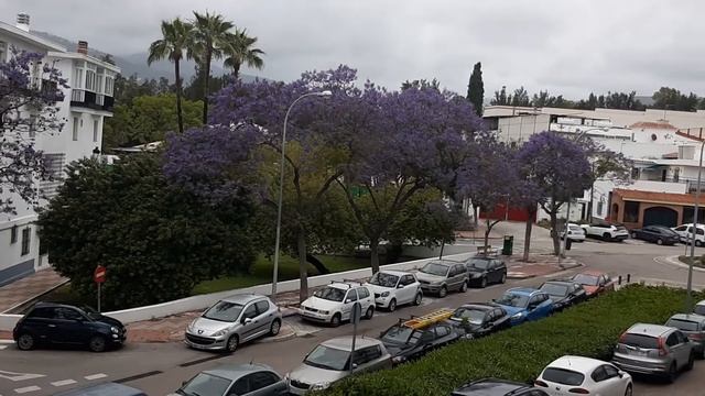 ЖАКАРАНДА ЦВЕТЕТ смотреть онлайн