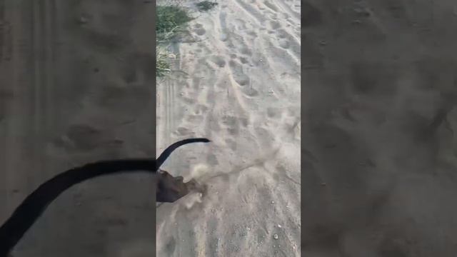 Наш малыш Локи 🤍 #американскийстаффордширскийтерьер #амстафф #краснодар #любимый #любовь смотреть онлайн