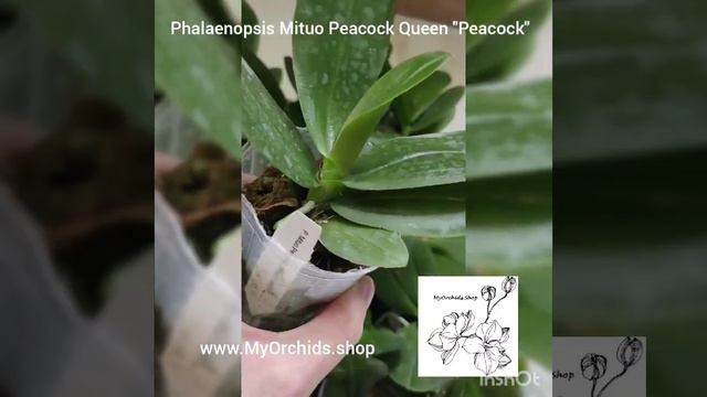 Phalaenopsis Mituo Peackock Queen "Peackock" смотреть онлайн