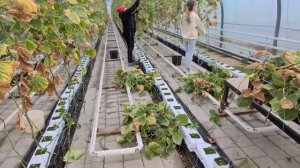 Теплица для рассады Помидор.