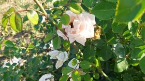 Роза New Dawn - моё разочарование!